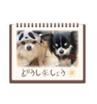 2匹Chihuahua（個別スタンプ：6）