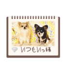 2匹Chihuahua（個別スタンプ：7）