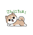 コロコロ豆柴さん（個別スタンプ：1）
