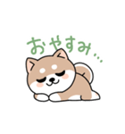 コロコロ豆柴さん（個別スタンプ：3）
