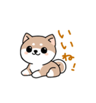 コロコロ豆柴さん（個別スタンプ：7）