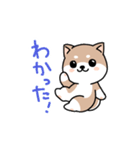 コロコロ豆柴さん（個別スタンプ：11）