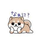 コロコロ豆柴さん（個別スタンプ：13）