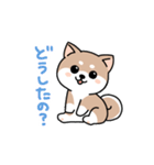 コロコロ豆柴さん（個別スタンプ：14）
