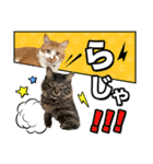ろいとゆの 愛猫スタンプ①（個別スタンプ：1）