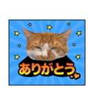 ろいとゆの 愛猫スタンプ①（個別スタンプ：2）