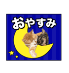 ろいとゆの 愛猫スタンプ①（個別スタンプ：5）
