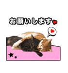 ろいとゆの 愛猫スタンプ①（個別スタンプ：6）