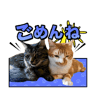 ろいとゆの 愛猫スタンプ①（個別スタンプ：7）