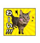 ろいとゆの 愛猫スタンプ①（個別スタンプ：9）