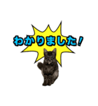 ろいとゆの 愛猫スタンプ①（個別スタンプ：10）