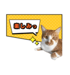 ろいとゆの 愛猫スタンプ①（個別スタンプ：11）