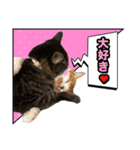 ろいとゆの 愛猫スタンプ①（個別スタンプ：13）