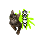 ろいとゆの 愛猫スタンプ①（個別スタンプ：14）