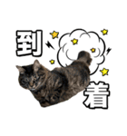 ろいとゆの 愛猫スタンプ①（個別スタンプ：15）