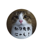 にゃんにゃん お得セット3（個別スタンプ：2）