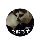 にゃんにゃん お得セット3（個別スタンプ：5）