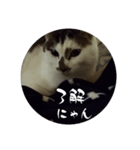 にゃんにゃん お得セット3（個別スタンプ：6）