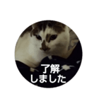 にゃんにゃん お得セット3（個別スタンプ：7）