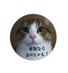 にゃんにゃん お得セット3（個別スタンプ：8）