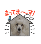 プードル集合2（個別スタンプ：4）
