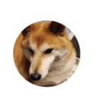 柴犬トマトの日常〜ありのまま編〜（個別スタンプ：1）