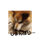 柴犬トマトの日常〜ありのまま編〜（個別スタンプ：3）