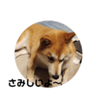 柴犬トマトの日常〜ありのまま編〜（個別スタンプ：5）