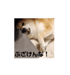 柴犬トマトの日常〜ありのまま編〜（個別スタンプ：7）