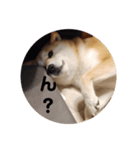 柴犬トマトの日常〜ありのまま編〜（個別スタンプ：8）