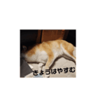 柴犬トマトの日常〜ありのまま編〜（個別スタンプ：9）