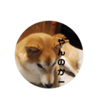 柴犬トマトの日常〜ありのまま編〜（個別スタンプ：10）
