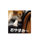 柴犬トマトの日常〜ありのまま編〜（個別スタンプ：11）