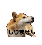 柴犬トマトの日常〜ありのまま編〜（個別スタンプ：12）
