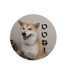 柴犬トマトの日常〜ありのまま編〜（個別スタンプ：13）
