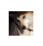 柴犬トマトの日常〜ありのまま編〜（個別スタンプ：15）