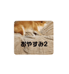 柴犬トマトの日常〜ありのまま編〜（個別スタンプ：16）