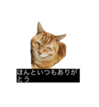 虎丸の発言（個別スタンプ：1）