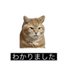 虎丸の発言（個別スタンプ：2）