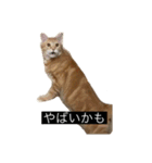 虎丸の発言（個別スタンプ：3）