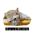 虎丸の発言（個別スタンプ：4）