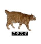 虎丸の発言（個別スタンプ：5）