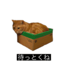 虎丸の発言（個別スタンプ：7）
