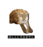 虎丸の発言（個別スタンプ：10）