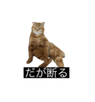 虎丸の発言（個別スタンプ：11）