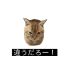虎丸の発言（個別スタンプ：12）