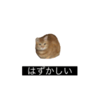 虎丸の発言（個別スタンプ：13）