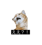虎丸の発言（個別スタンプ：17）