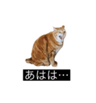 虎丸の発言（個別スタンプ：18）