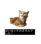 虎丸の発言（個別スタンプ：19）